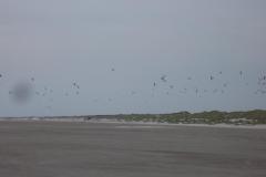 ameland_110_20131226_1813896380